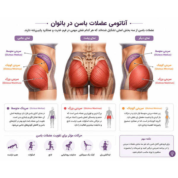 آناتومی عضلات باسن بانوان شامل سرینی بزرگ، سرینی متوسط و سرینی کوچک همراه با نمایش محل قرارگیری و عملکرد هر عضله